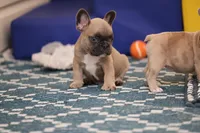 Chevy, a female French Bulldog for sale in Wilmington, NC – Photo 3 of 5