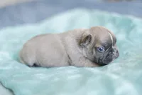 Chevy, a female French Bulldog for sale in Wilmington, NC – Photo 2 of 6