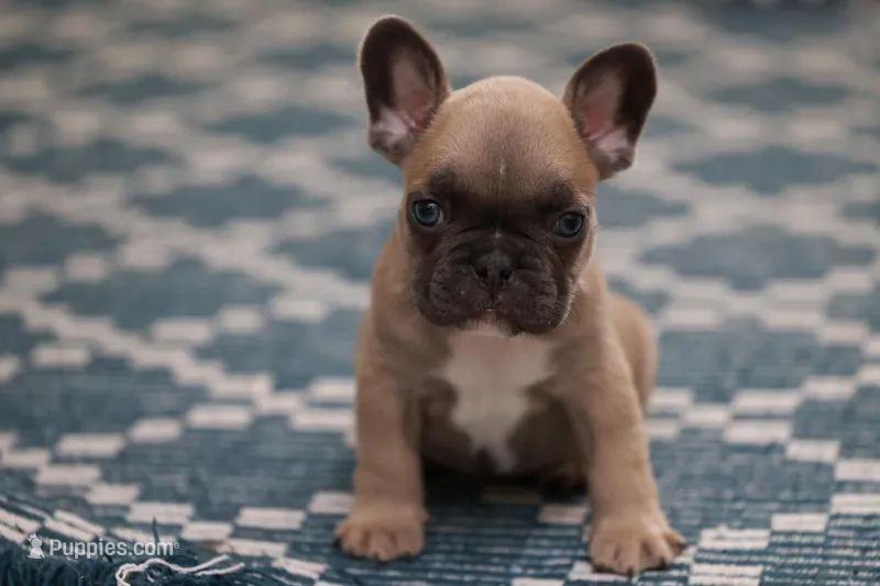 Chevy – French Bulldog puppy for sale in Wilmington, NC