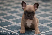 Chevy, a female French Bulldog for sale in Wilmington, NC – Photo 2 of 5