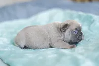 Chevy, a female French Bulldog for sale in Wilmington, NC – Photo 4 of 6