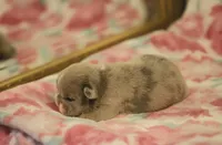 Peaches , a female French Bulldog for sale in Wilmington, NC – Photo 4 of 8