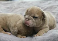 Peaches , a female French Bulldog for sale in Wilmington, NC – Photo 1 of 8