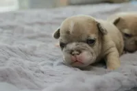 Peaches , a female French Bulldog for sale in Wilmington, NC – Photo 7 of 8