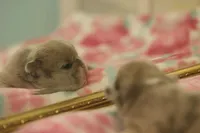 Peaches , a female French Bulldog for sale in Wilmington, NC – Photo 6 of 8