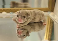 Peaches , a female French Bulldog for sale in Wilmington, NC – Photo 5 of 8