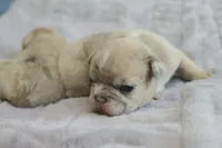 Peaches , a female French Bulldog for sale in Wilmington, NC – Photo 8 of 8