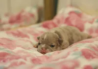 Peaches , a female French Bulldog for sale in Wilmington, NC – Photo 3 of 8