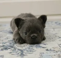Rosemary , a female French Bulldog for sale in Wilmington, NC – 2 of 6