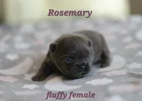 Rosemary, a female French Bulldog for sale in Wilmington, NC – Photo 2 of 5