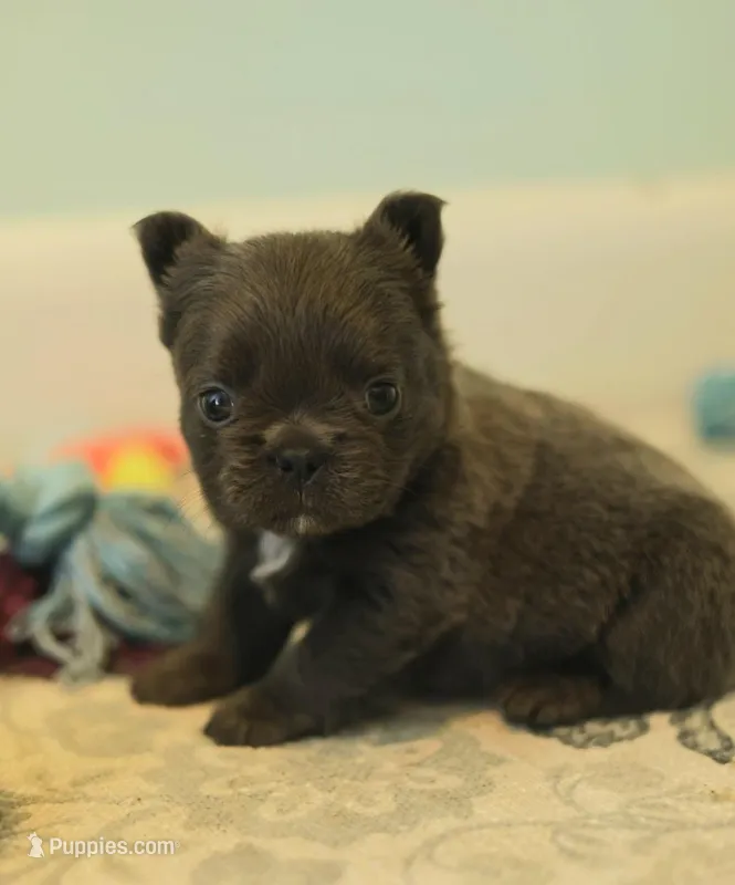 Rosemary-Fluffy girl – French Bulldog puppy for sale in Wilmington, NC