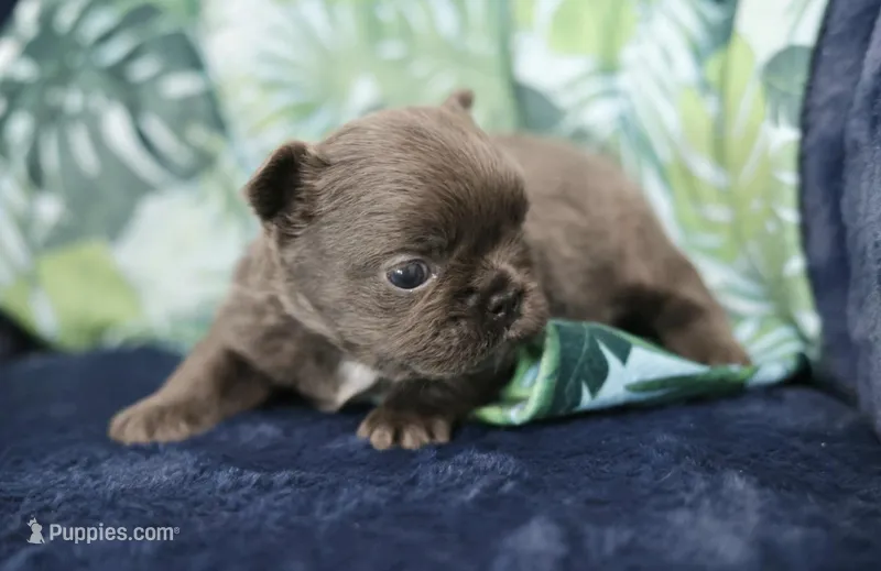 Rosemary-Fluffy girl – French Bulldog puppy for sale in Wilmington, NC