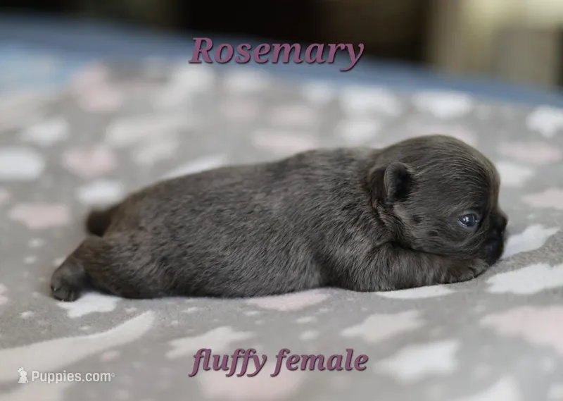 Rosemary – French Bulldog puppy for sale in Wilmington, NC
