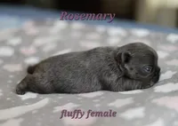 Rosemary, a female French Bulldog for sale in Wilmington, NC – Photo 1 of 5