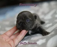 Rosemary, a female French Bulldog for sale in Wilmington, NC – Photo 3 of 5
