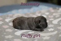 Rosemary, a female French Bulldog for sale in Wilmington, NC – Photo 4 of 5