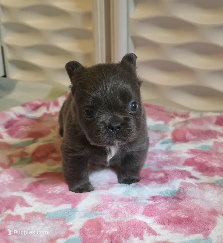 Rosemary-Fluffy girl – French Bulldog puppy for sale in Wilmington, NC