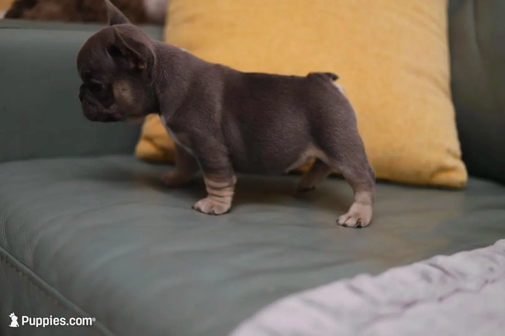 Peony, a female French Bulldog for sale in Wilmington, NC – Photo 7 of 7