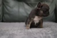 Peony, a female French Bulldog for sale in Wilmington, NC – Photo 3 of 7