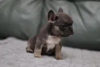 Peony, a female French Bulldog for sale in Wilmington, NC – Photo 4 of 7