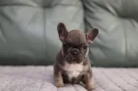 Peony, a female French Bulldog for sale in Wilmington, NC – Photo 2 of 7