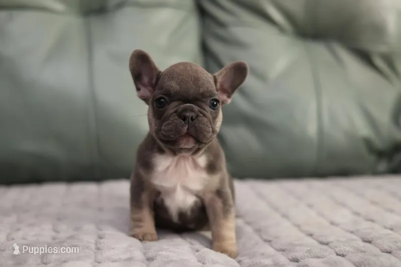Peony – French Bulldog puppy for sale in Wilmington, NC