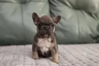 Peony, a female French Bulldog for sale in Wilmington, NC – Photo 1 of 7