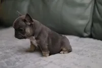 Peony, a female French Bulldog for sale in Wilmington, NC – Photo 5 of 7