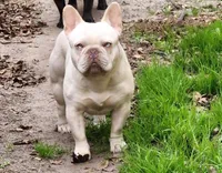 Star, a female French Bulldog for sale in Wilmington, NC – Photo 9 of 10