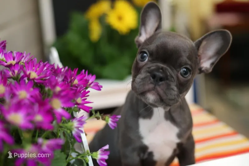 Star – French Bulldog puppy for sale in Wilmington, NC