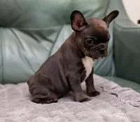 Star, a female French Bulldog for sale in Wilmington, NC – Photo 2 of 10