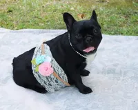 Star, a female French Bulldog for sale in Wilmington, NC – Photo 5 of 10