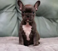 Star, a female French Bulldog for sale in Wilmington, NC – Photo 1 of 10