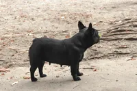 Star, a female French Bulldog for sale in Wilmington, NC – Photo 6 of 10