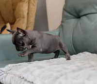 Star, a female French Bulldog for sale in Wilmington, NC – Photo 3 of 10