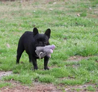 Star, a female French Bulldog for sale in Wilmington, NC – Photo 7 of 10