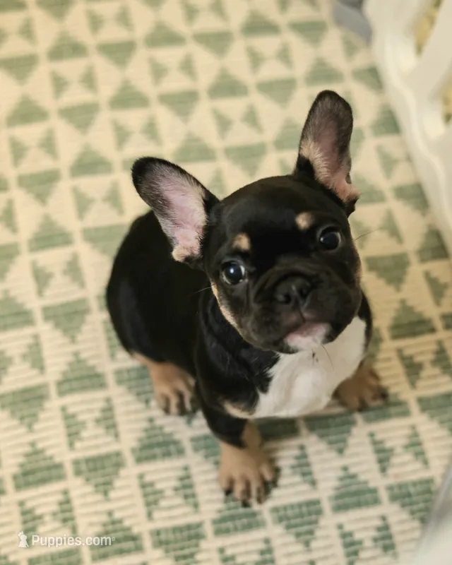 Chase – French Bulldog puppy for sale in Wilmington, NC