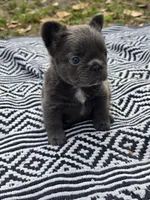 Rosemary , a female French Bulldog for sale in Wilmington, NC – 5 of 6