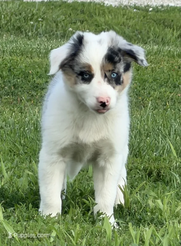 Gus  – Border Collie puppy for sale in Lacona, IA
