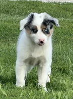 Gus , a male Border Collie for sale in Lacona, IA – 3 of 9