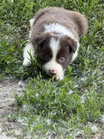 Lori, a female Border Collie for sale in Lacona, IA – 3 of 3