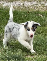 Gus , a male Border Collie for sale in Lacona, IA – 2 of 9