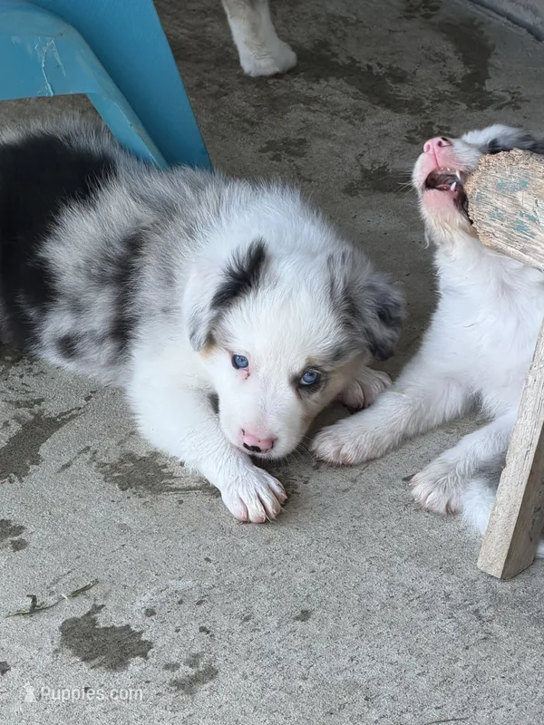 Jake – Border Collie puppy for sale in Lacona, IA