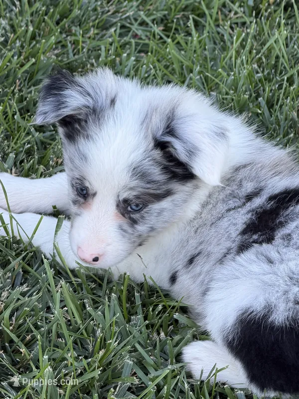 Clara  – Border Collie puppy on hold in Lacona, IA