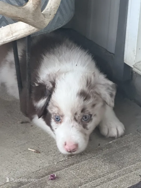 Newt – Border Collie puppy for sale in Lacona, IA