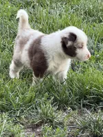 Newt, a male Border Collie for sale in Lacona, IA – 2 of 2