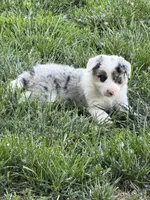 Gus , a male Border Collie for sale in Lacona, IA – 1 of 1