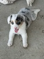 Gus , a male Border Collie for sale in Lacona, IA – 7 of 9