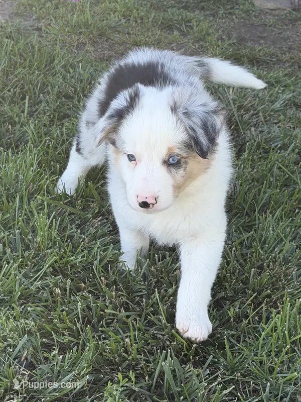 Jake – Border Collie puppy for sale in Lacona, IA