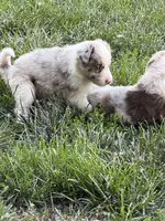 Pea eye, a male Border Collie for sale in Lacona, IA – 2 of 2